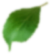 Left Leaf 1